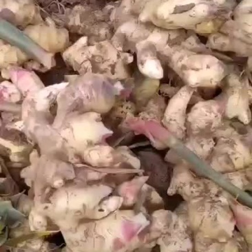 生姜