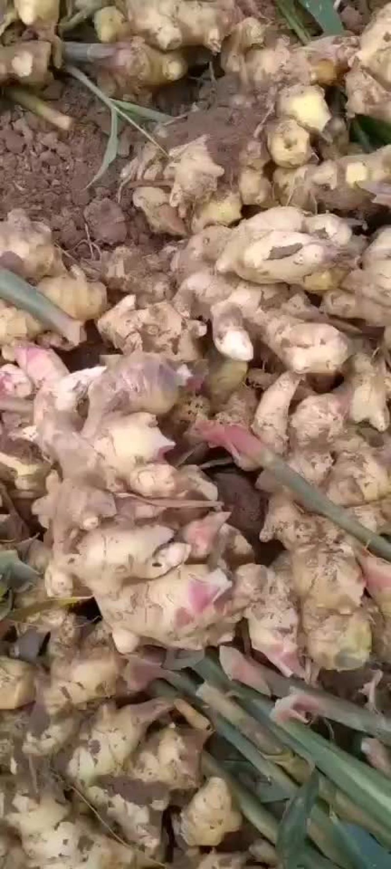 生姜