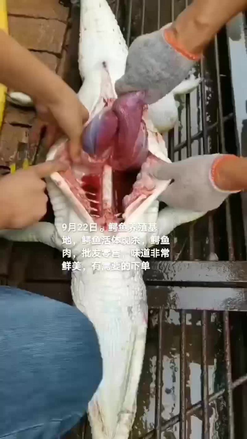 鳄鱼肉