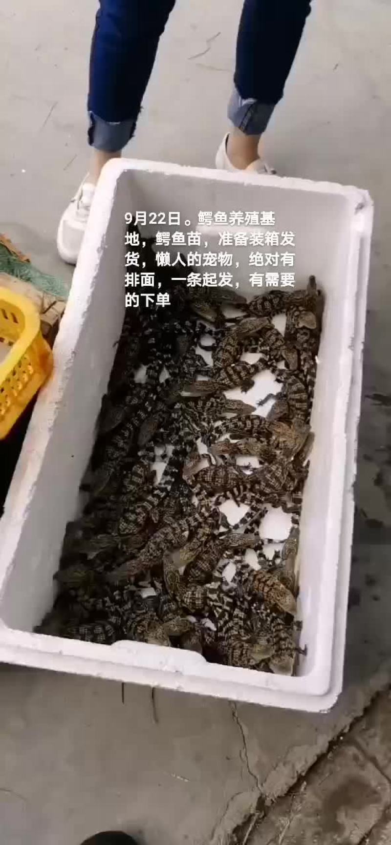 鳄鱼肉