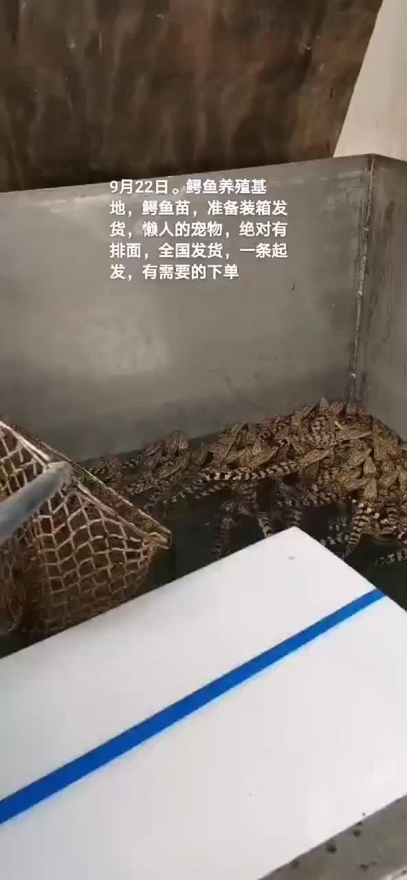 鳄鱼肉