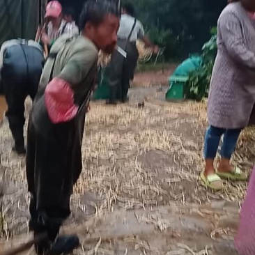 鱼腥草