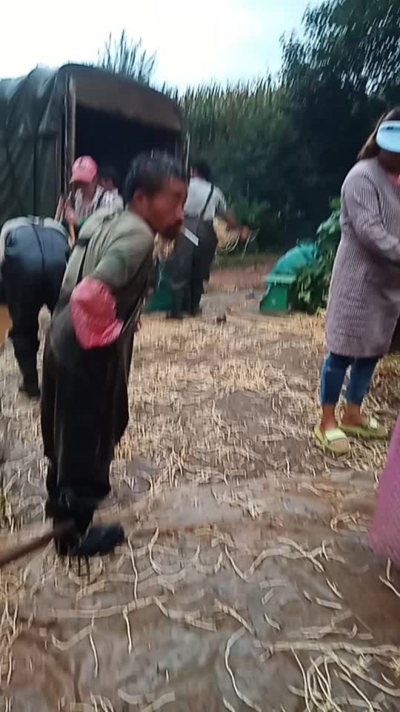 鱼腥草