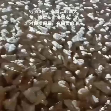 海蜇