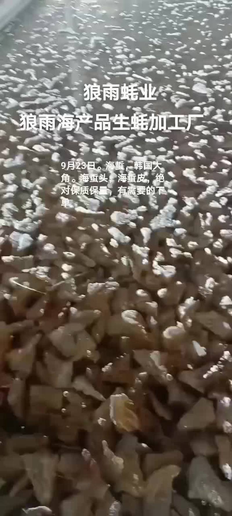 海蜇