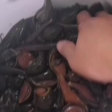 水蛭