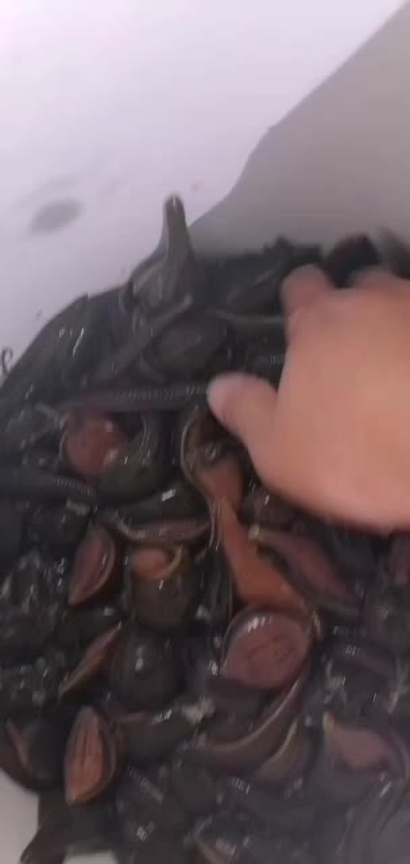 水蛭