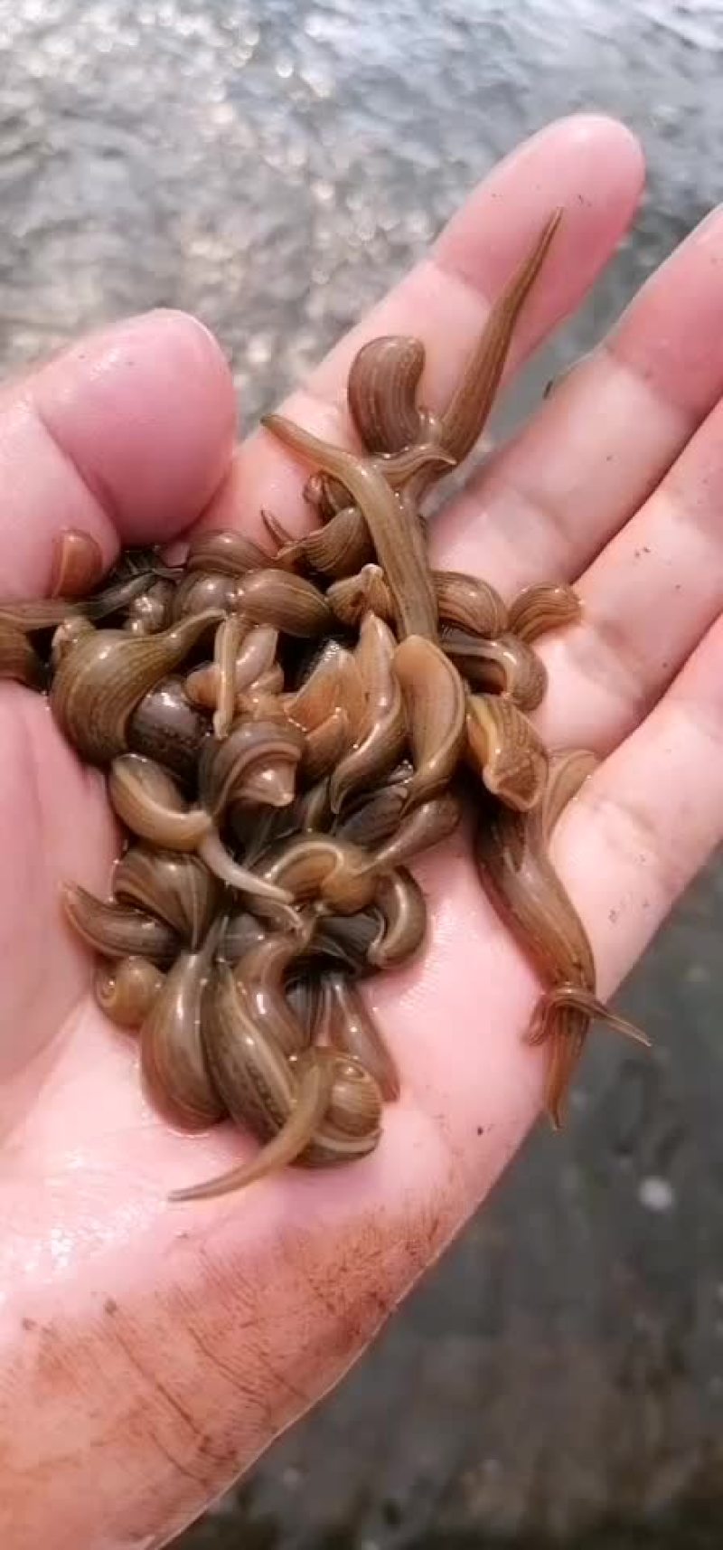 水蛭