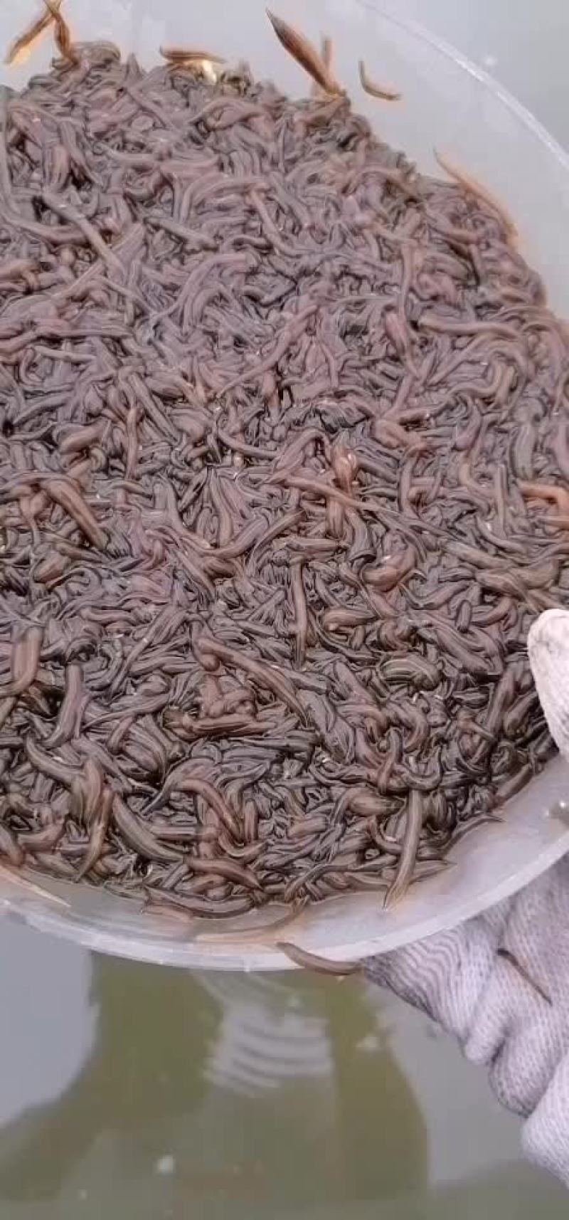 水蛭