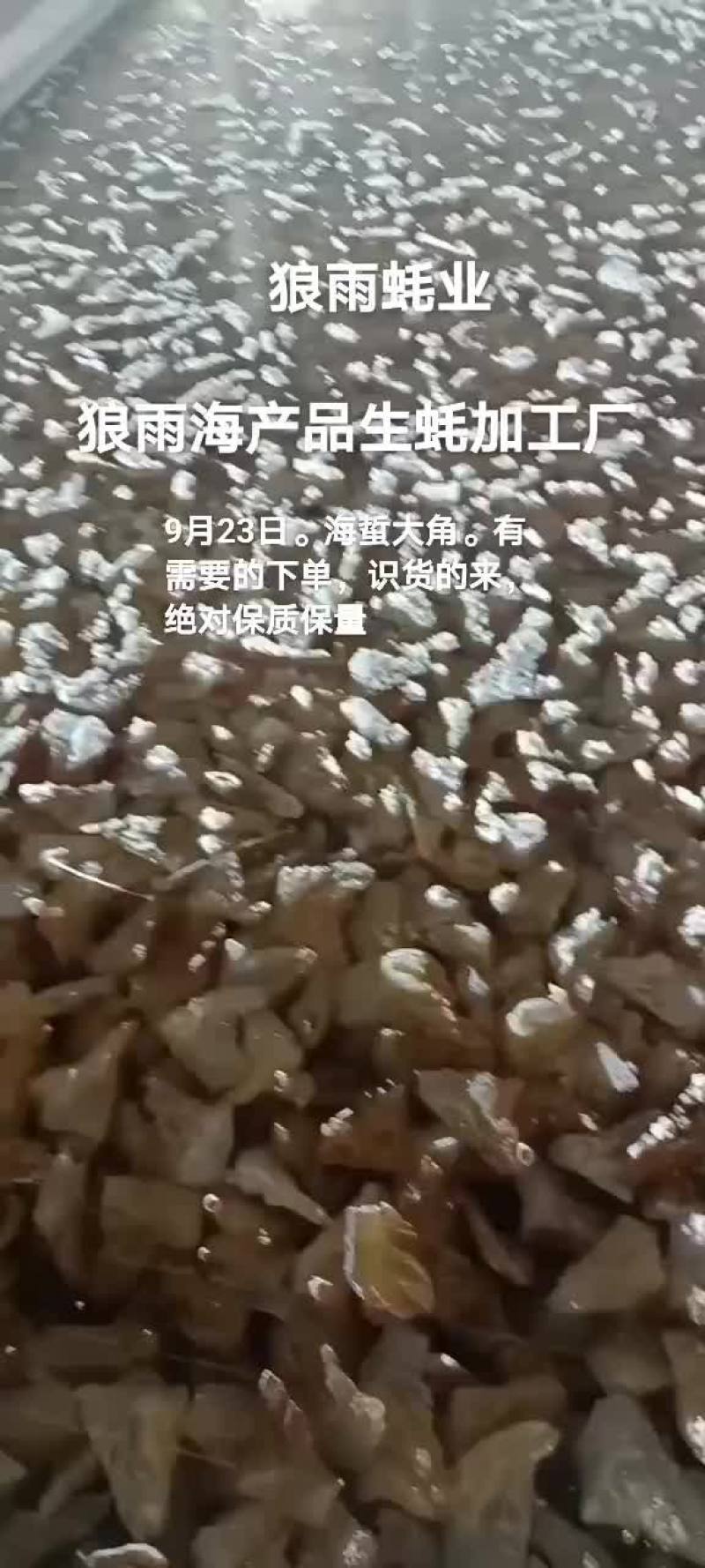 海蜇大角