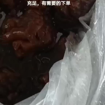 海蜇大角