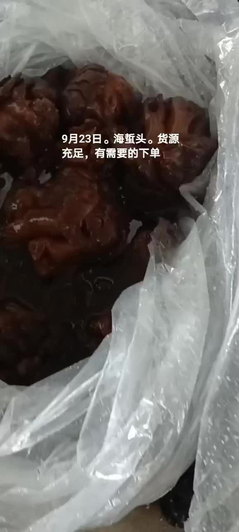海蜇大角