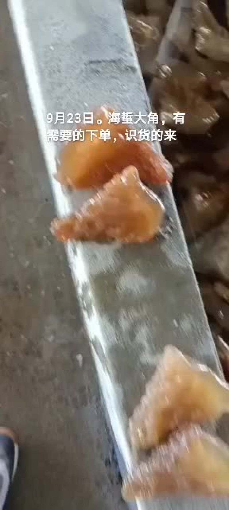 海蜇大角