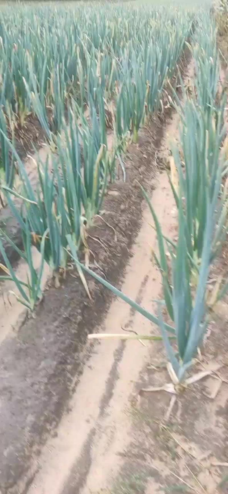 大葱批发