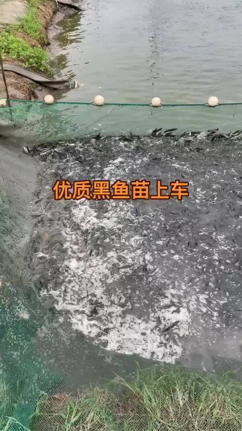 黑鱼苗