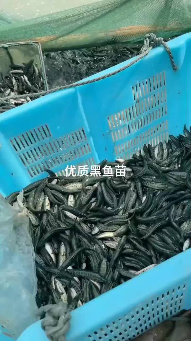 黑鱼苗