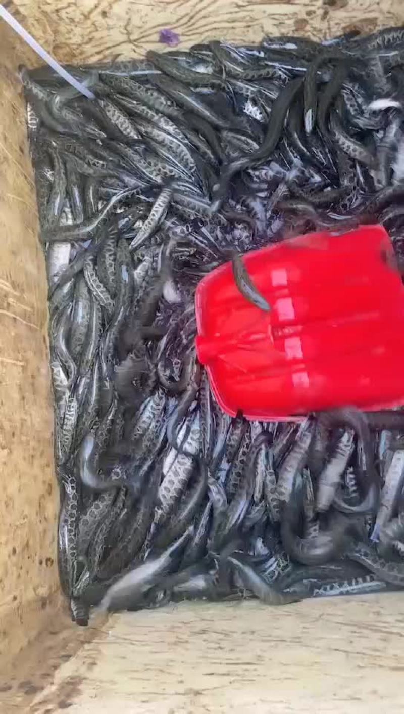 黑鱼苗