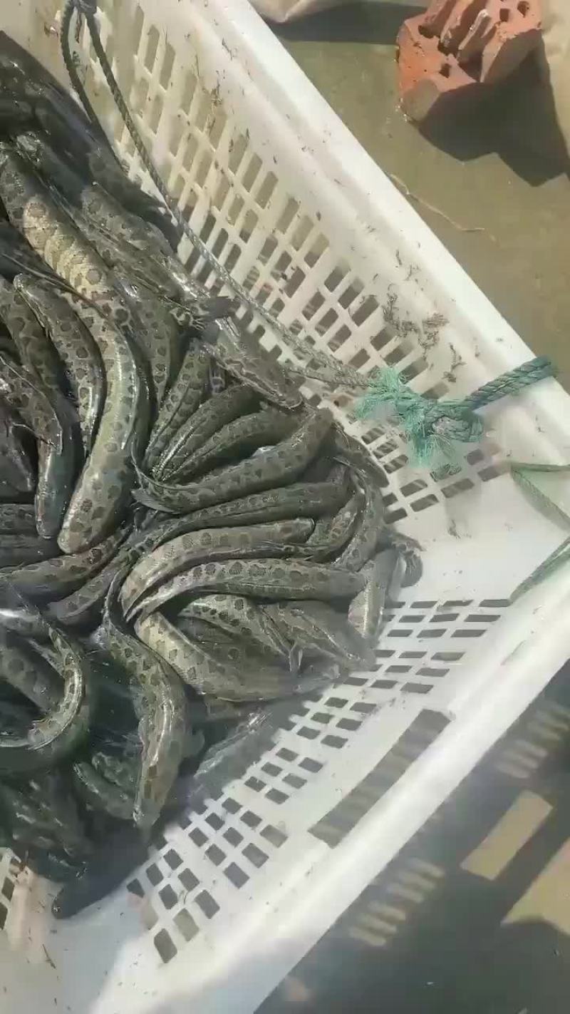 黑鱼苗