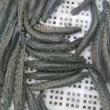 黑鱼苗