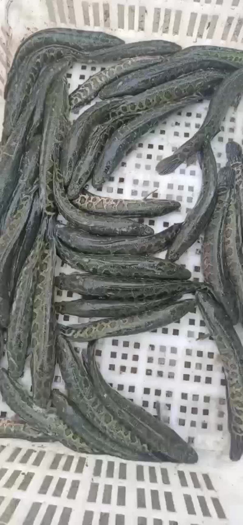 黑鱼苗