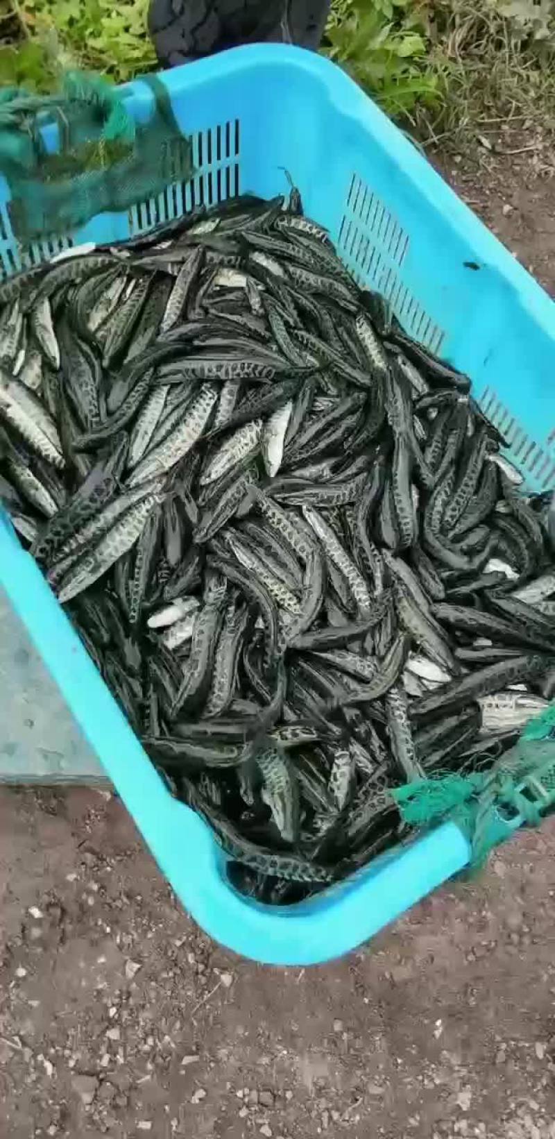 黑鱼苗