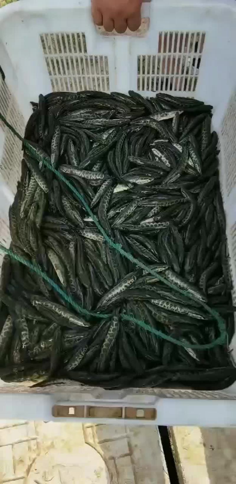 黑鱼苗