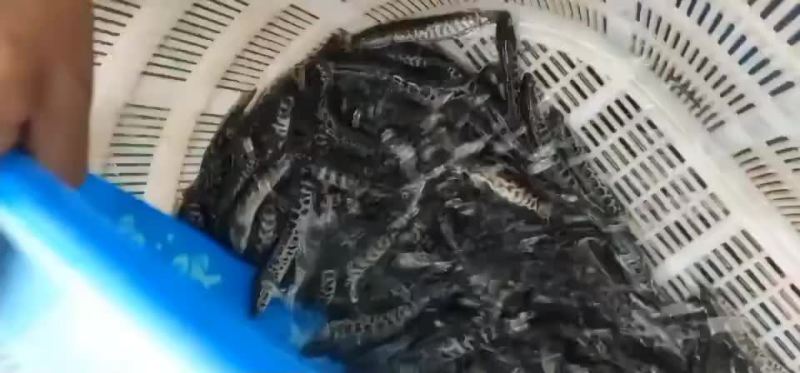 黑鱼苗