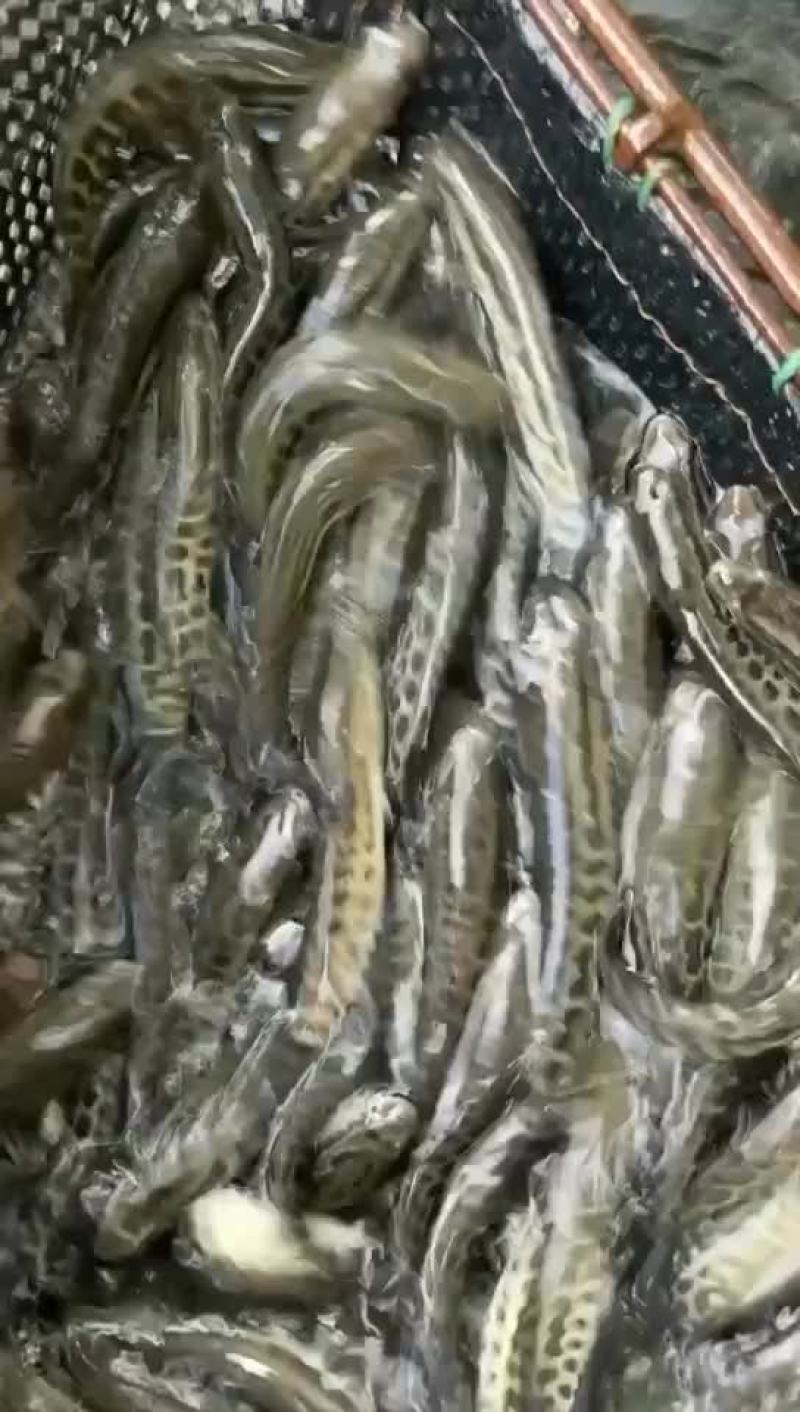 黑鱼苗
