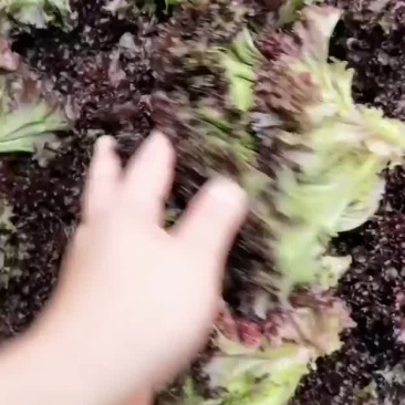 红叶生菜