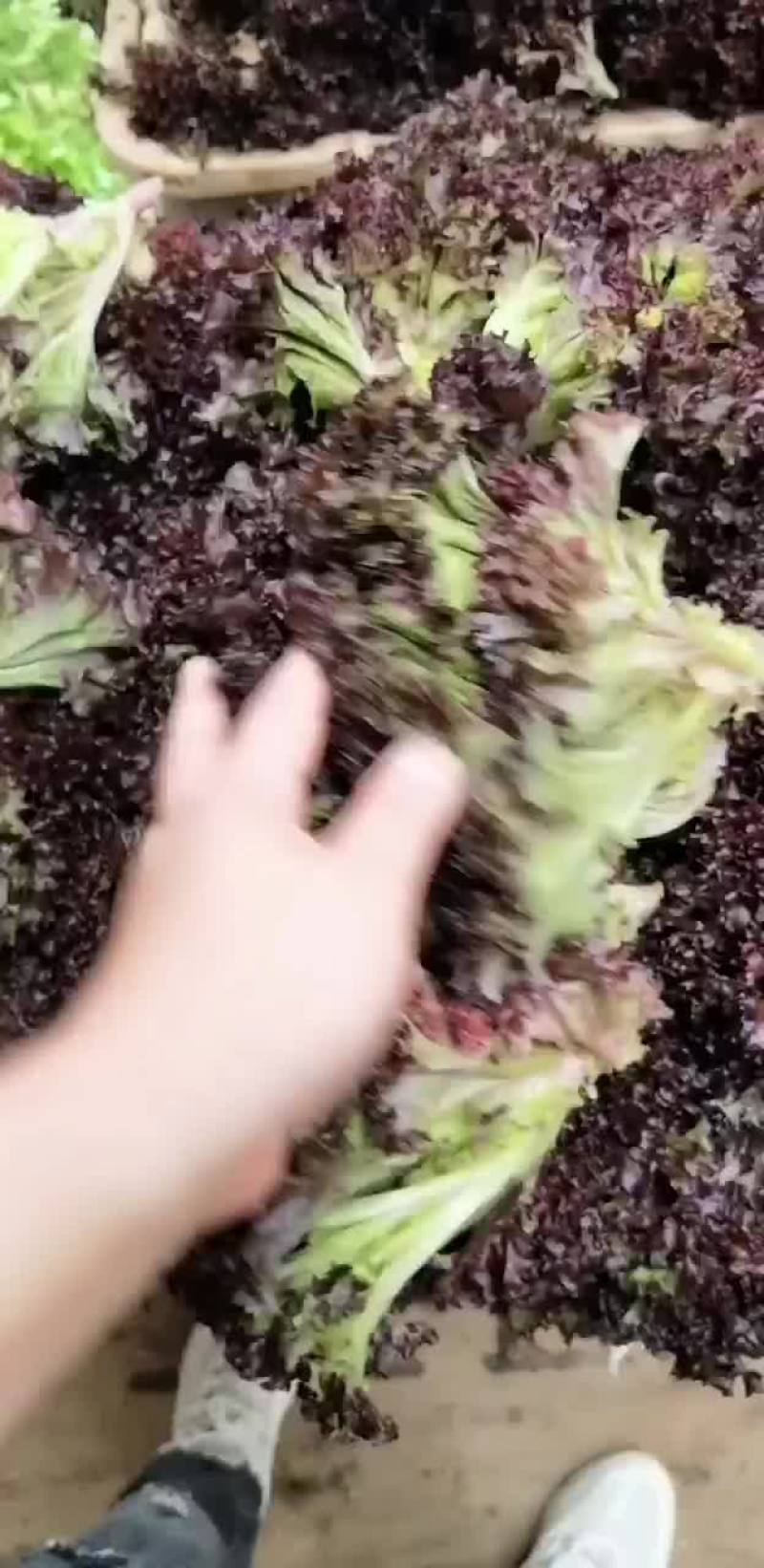 红叶生菜