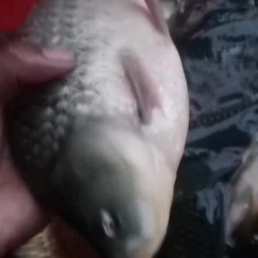 鲫鱼