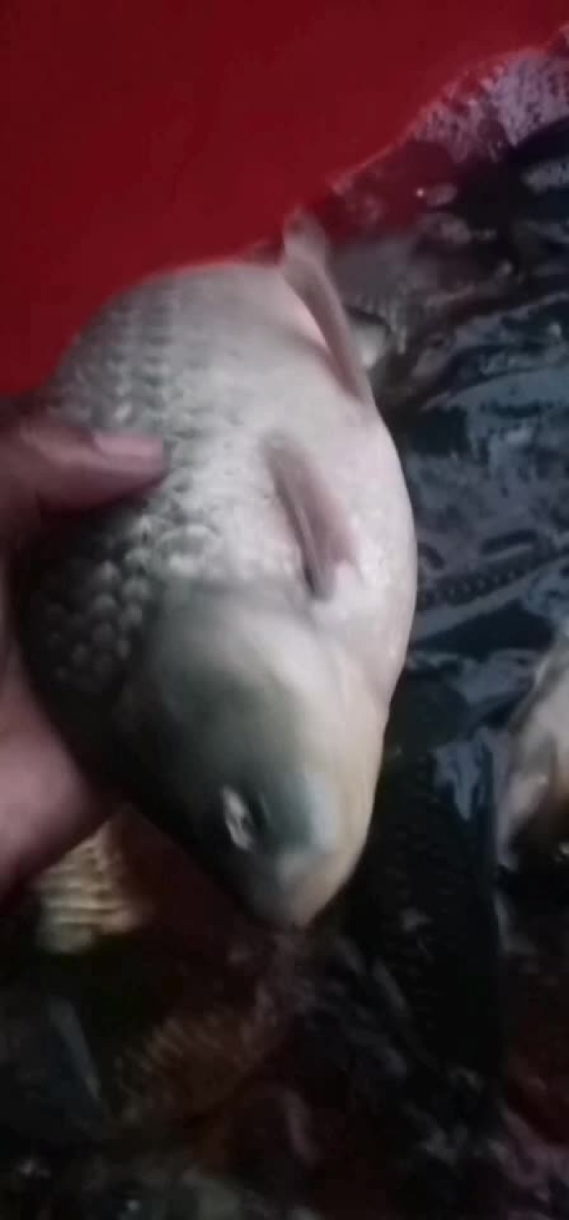 鲫鱼