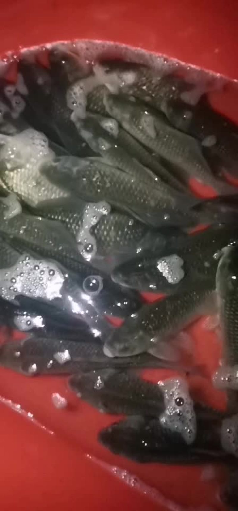鲫鱼