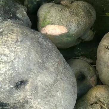 山乌龟，金不换，野生，大量现货