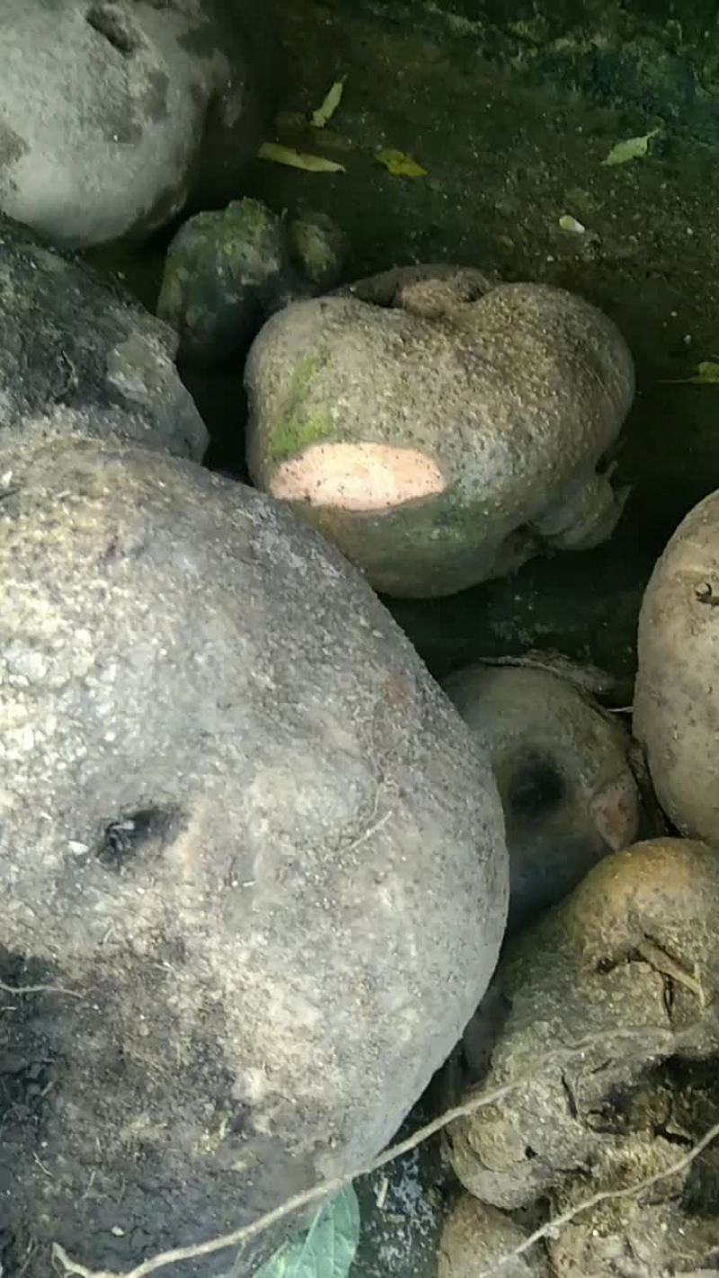 山乌龟，金不换，野生，大量现货