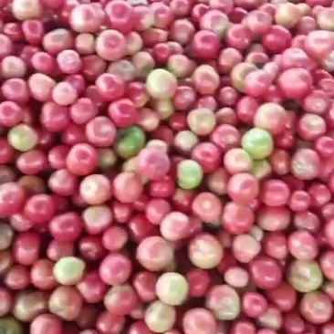 硬粉西红柿