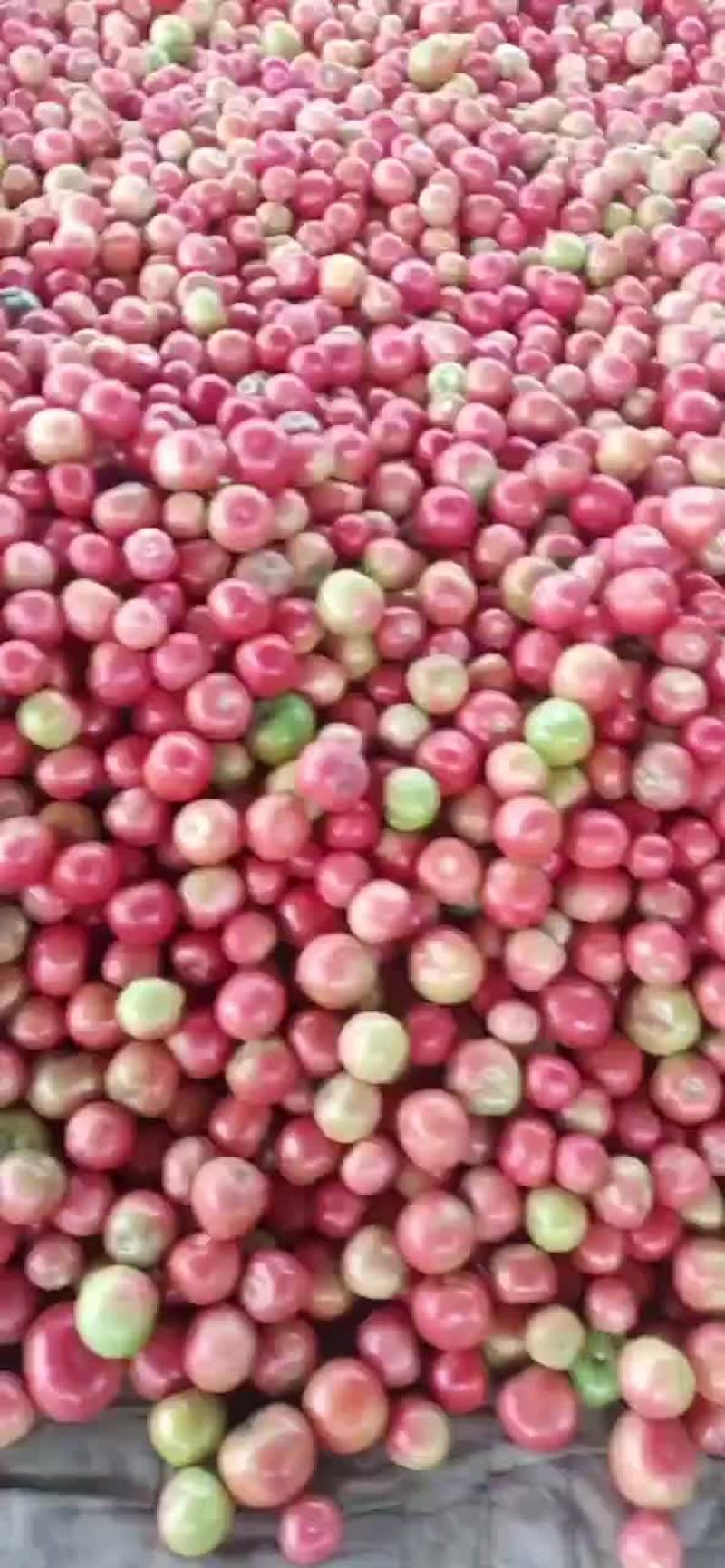 硬粉西红柿