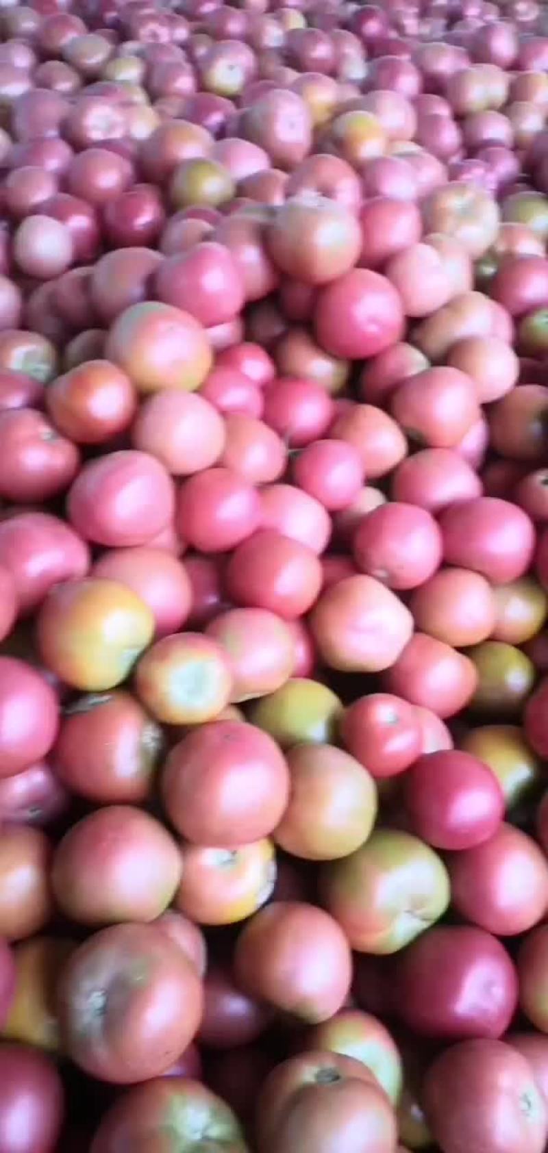 硬粉西红柿