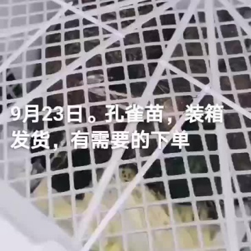 孔雀苗