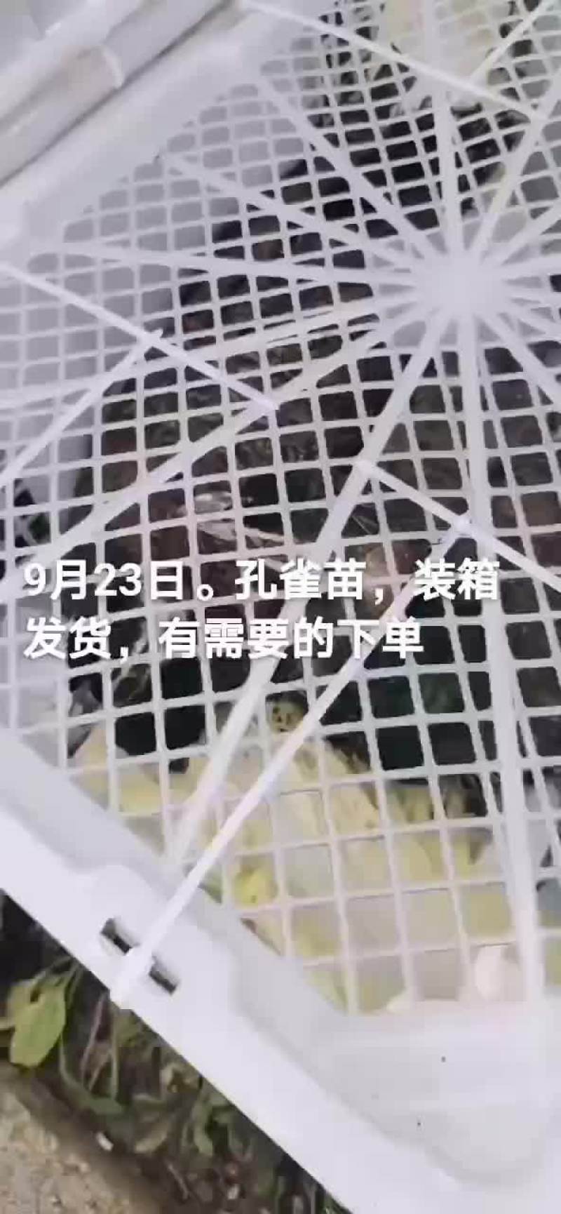孔雀苗