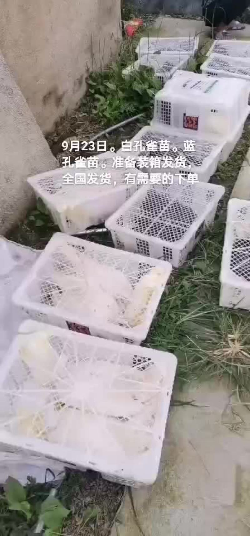 孔雀苗