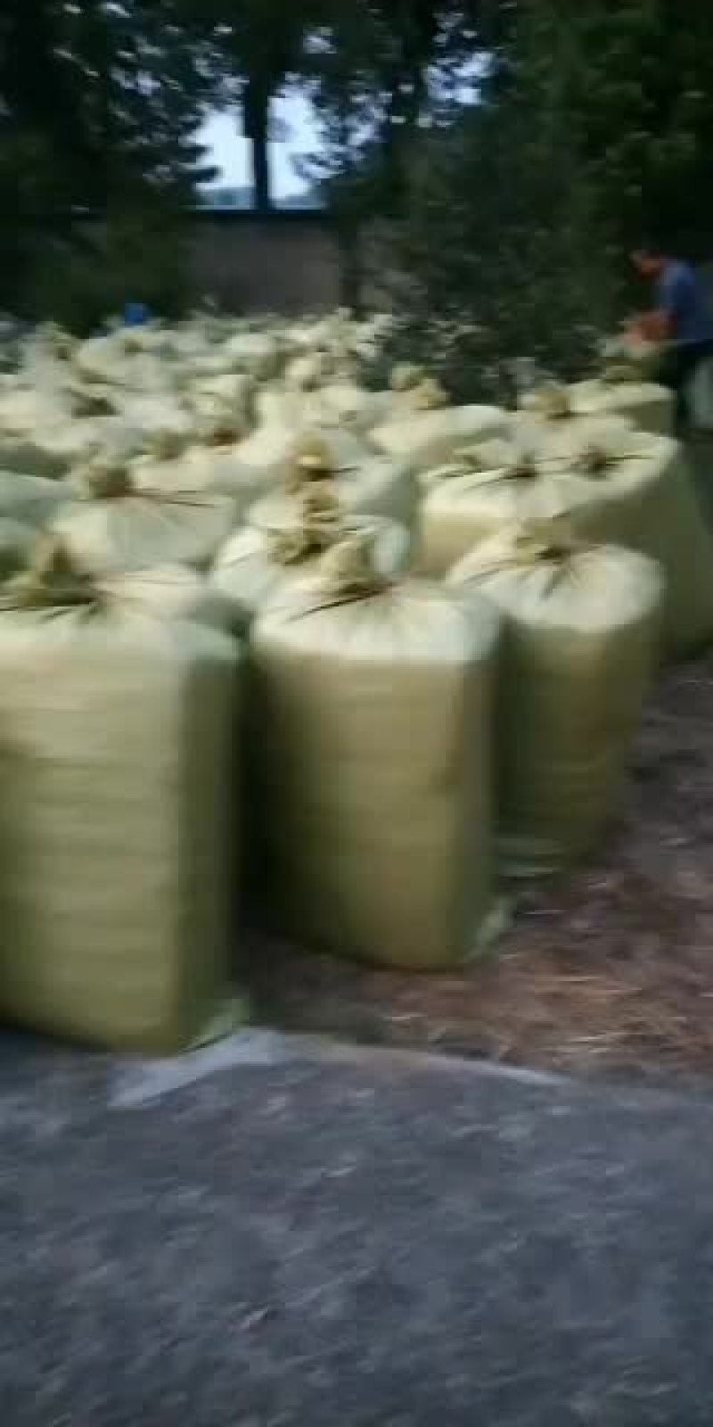 甜象草青储
