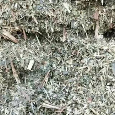 甜象草青储