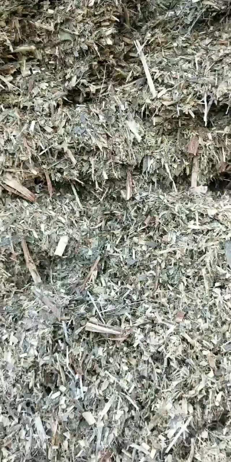 甜象草青储