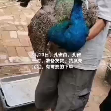 孔雀苗