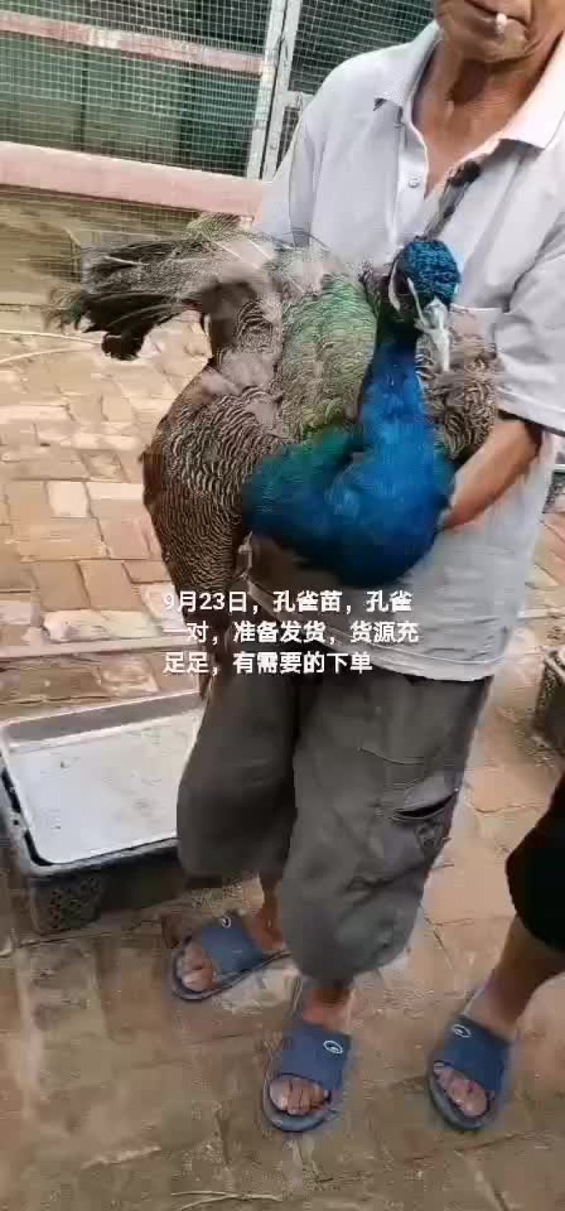 孔雀苗