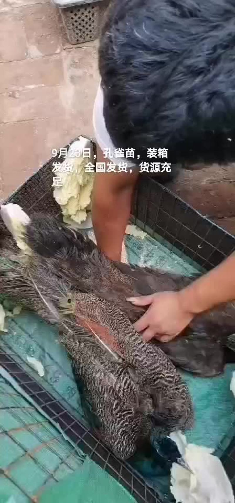 孔雀苗