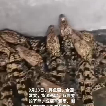 鳄鱼苗