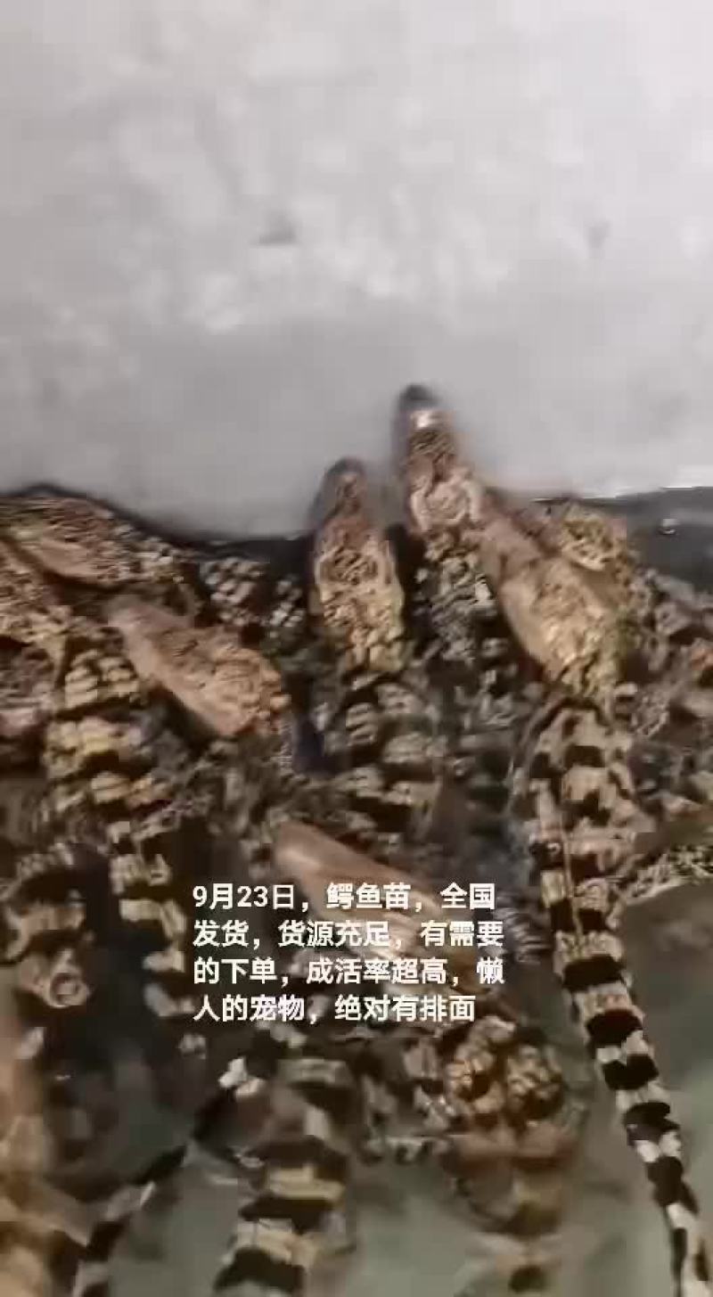 鳄鱼苗