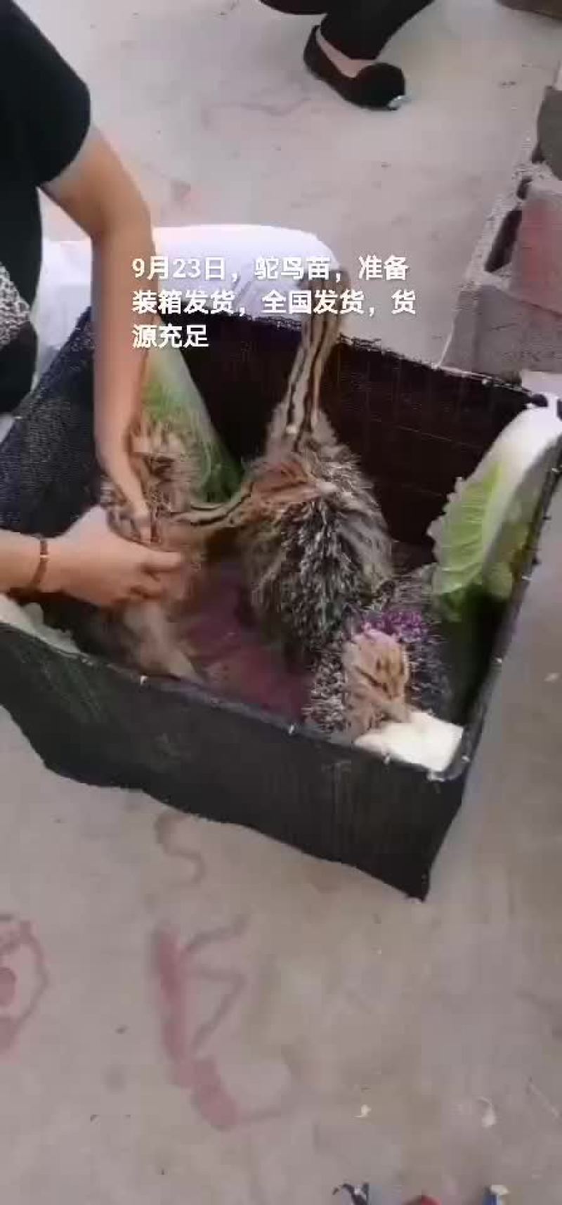 鸵鸟苗